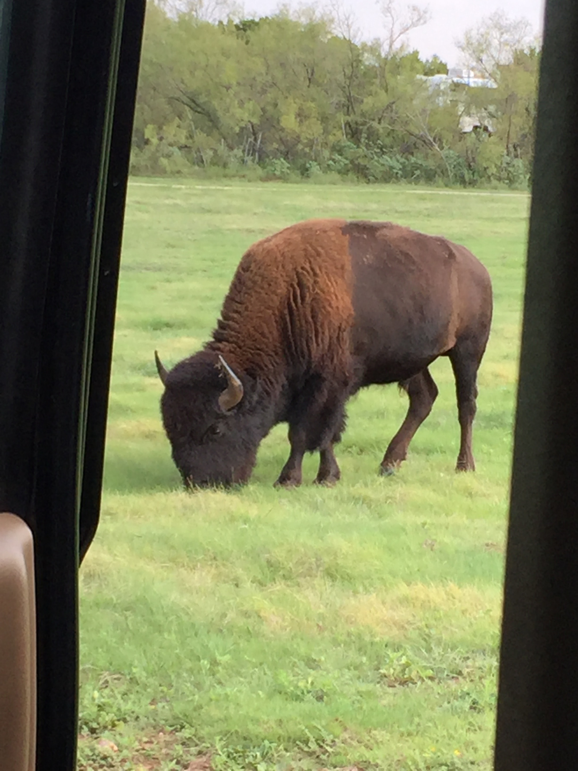 The second of MANY upclose and personal encounters with the bison herd back at Caprock Canyons State Park. This pic is taken through the open door of our Suburban. He's not even a really big one, either!