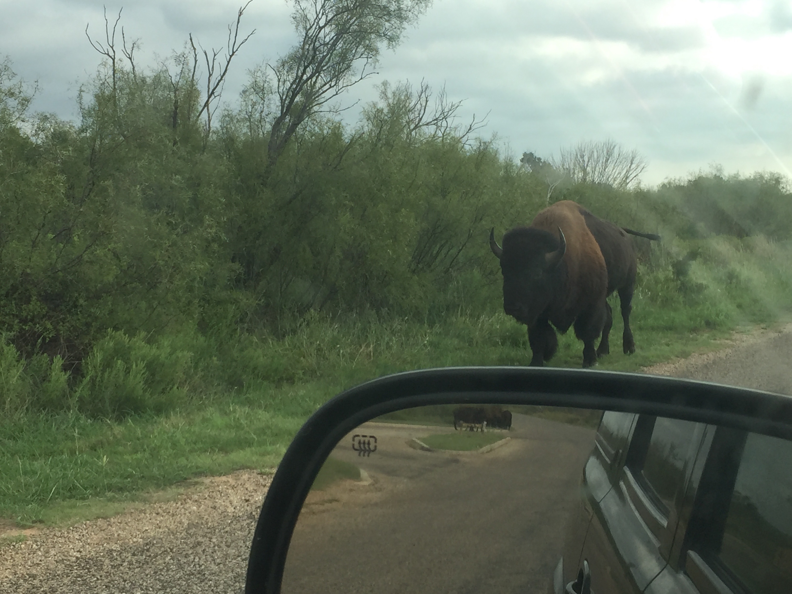 As our vacation progressed, our interactions became closer and closer with the resident bison herd. They were around every corner, literally.